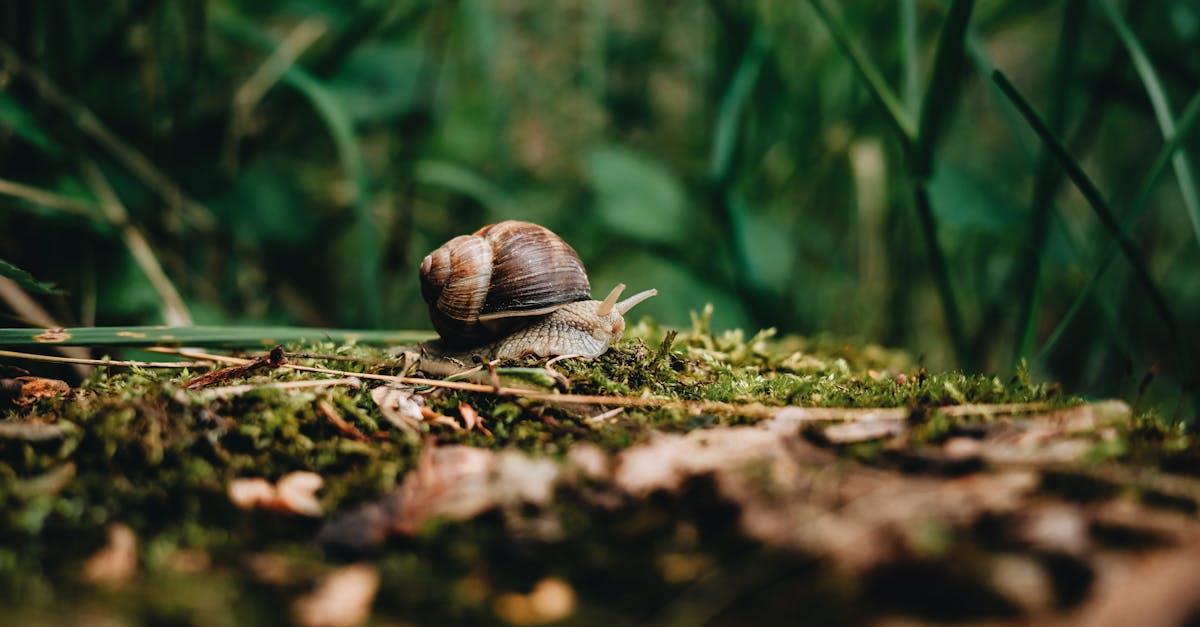 découvrez le crawling, une technique essentielle en seo qui permet aux moteurs de recherche d'explorer et d'indexer vos pages web. apprenez comment optimiser votre site pour faciliter cette exploration et améliorer votre visibilité en ligne.