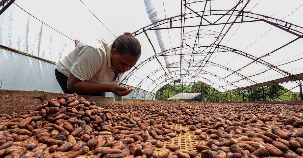 découvrez notre serre écologique fabriquée à partir de matériaux recyclés, alliant durabilité et innovation. cultivez vos plantes tout en préservant l'environnement grâce à cette solution respectueuse de la planète.