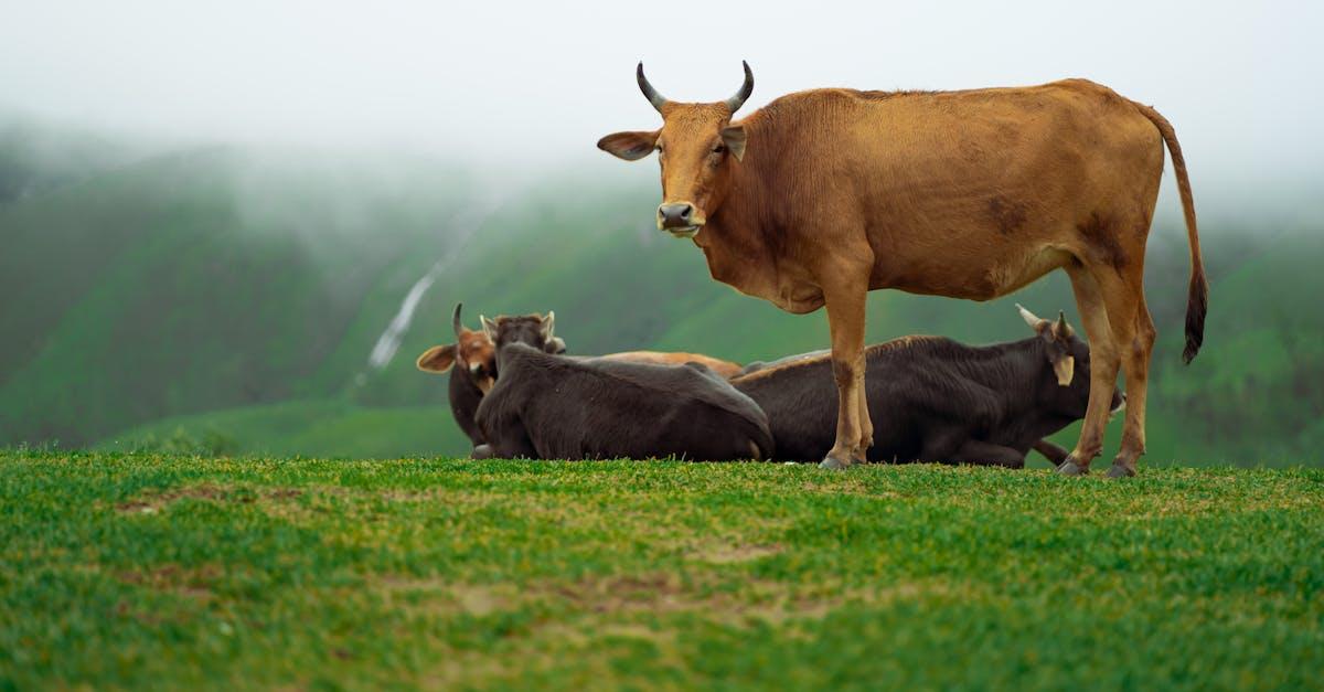 découvrez les bienfaits et les conseils pour une introduction réussie au lait de vache, adaptée à chaque étape de la vie. apprenez comment intégrer ce produit laitier dans votre alimentation de manière équilibrée et savoureuse.