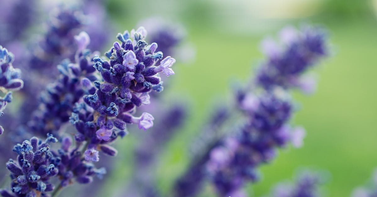 découvrez les bienfaits apaisants de la lavande, cette plante aromatique prisée pour ses propriétés relaxantes et son parfum envoûtant. explorez son utilisation en aromathérapie, en cosmétique et dans vos préparations culinaires.