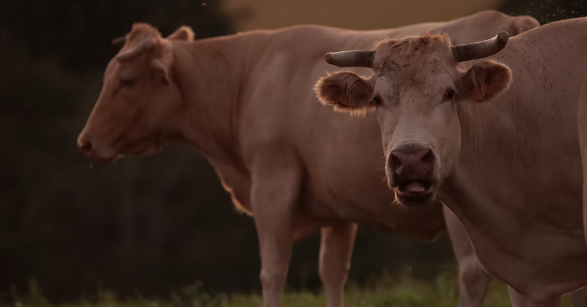 découvrez comment introduire le lait de vache dans l'alimentation de votre bébé, les bienfaits, les conseils pratiques et les précautions à prendre pour une transition en douceur vers ce produit lacté.