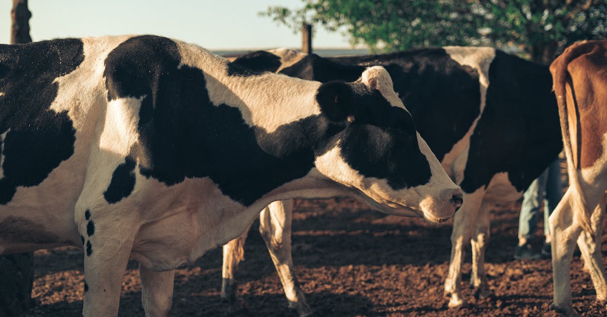 découvrez l'introduction au lait de vache : ses bienfaits, ses caractéristiques et comment l'intégrer de manière équilibrée dans votre alimentation. apprenez tout sur ce produit riche en nutriments et ses impacts sur la santé.