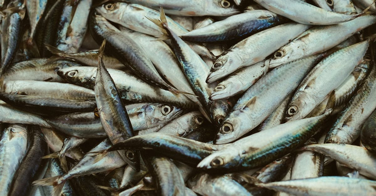découvrez l'importance de la consommation de poisson pendant la grossesse. informez-vous sur les bienfaits, les risques et les types de poissons à privilégier pour assurer une nutrition optimale pour vous et votre bébé.