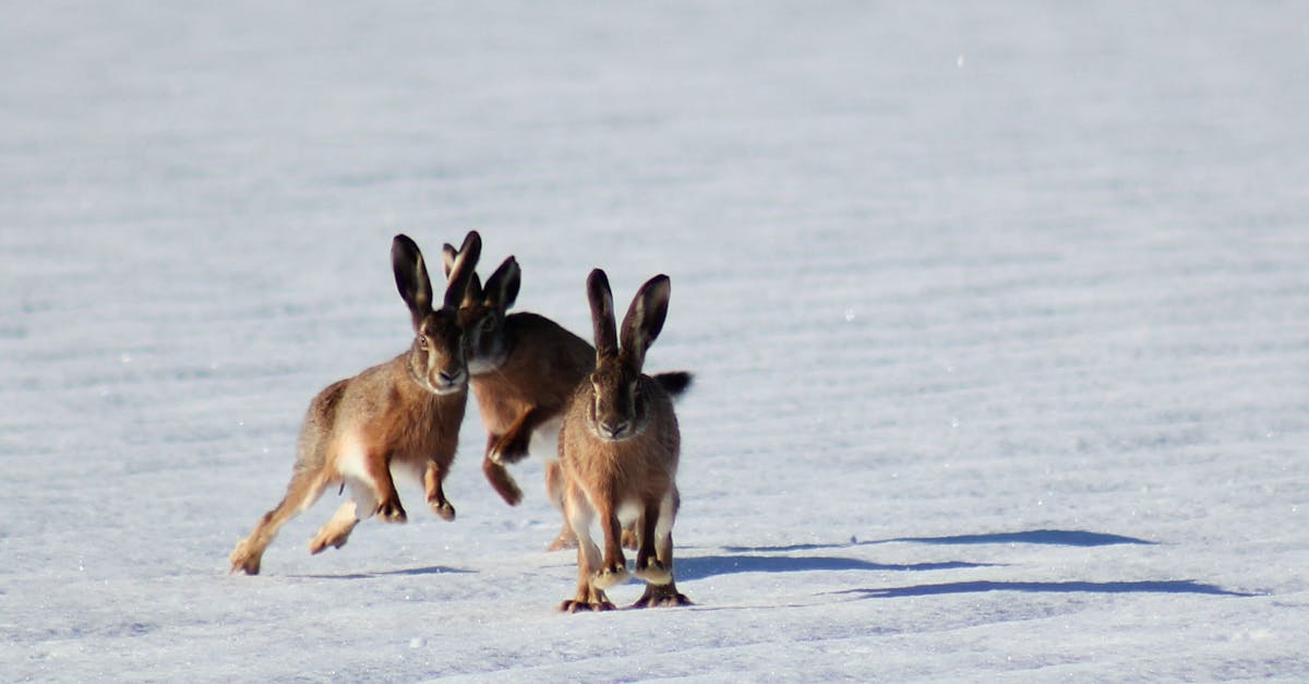 découvrez le monde fascinant des animaux d'hiver ! explorez les espèces qui survivent dans des conditions glaciales, apprenez leurs adaptations uniques et admirez la beauté de la faune hivernale à travers le monde.