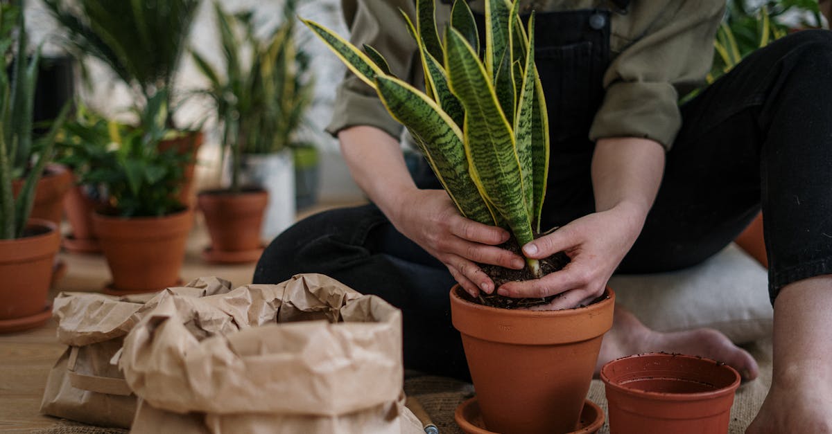 découvrez l'art du jardinage intérieur et apprenez à cultiver vos propres plantes à la maison. profitez des bienfaits du jardinage tout en décorant votre espace de vie avec des végétaux sains et élégants.