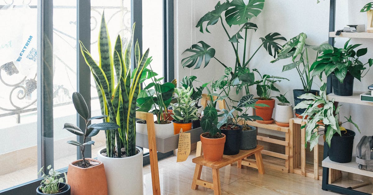 découvrez les joies du jardinage d'intérieur ! apprenez à cultiver vos plantes préférées chez vous, que ce soit des herbes aromatiques, des fleurs ou des légumes. transformez votre espace de vie en un véritable havre de verdure grâce à nos conseils pratiques et astuces pour réussir votre jardin intérieur.