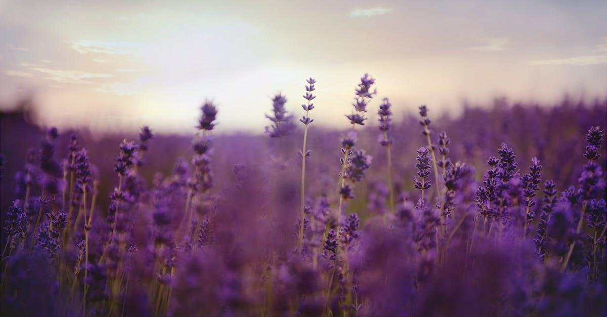 découvrez l'univers apaisant de la lavande : ses bienfaits pour le corps et l'esprit, son utilisation en aromathérapie, ainsi que des conseils pour la cultiver dans votre jardin.