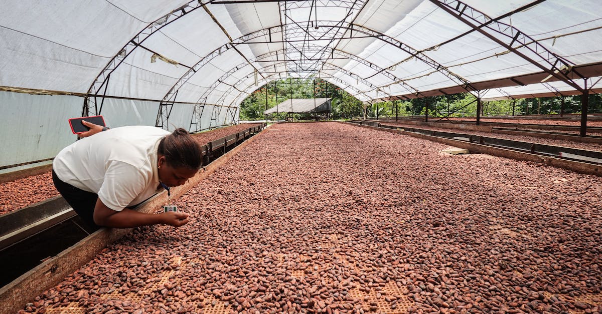 découvrez notre serre recyclée, une solution éco-responsable pour jardiner durablement. transformez des matériaux récupérés en un espace de culture innovant et respectueux de l'environnement. idéale pour les amateurs de jardinage soucieux de réduire leur empreinte écologique.