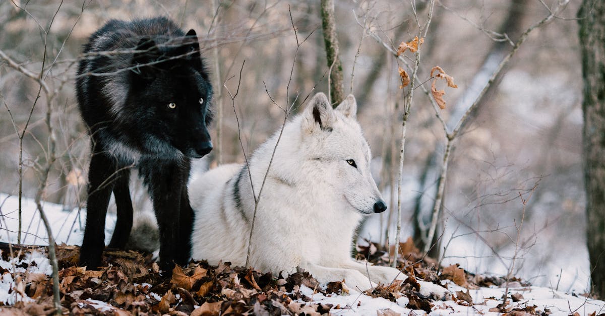 découvrez la magie des animaux d'hiver, de l'élégant renne aux adorables hiboux des neiges. apprenez comment ces créatures s'adaptent à des conditions climatiques rigoureuses et explorez leur habitat enneigé fascinant.