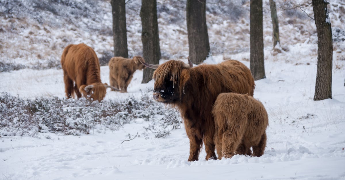 découvrez le fascinant monde des animaux d'hiver. explorez les adaptations uniques et les comportements de ces créatures qui survivent dans les environnements glacés, des ours polaires majestueux aux pingouins malins. plongez dans les merveilles de la faune hivernale !
