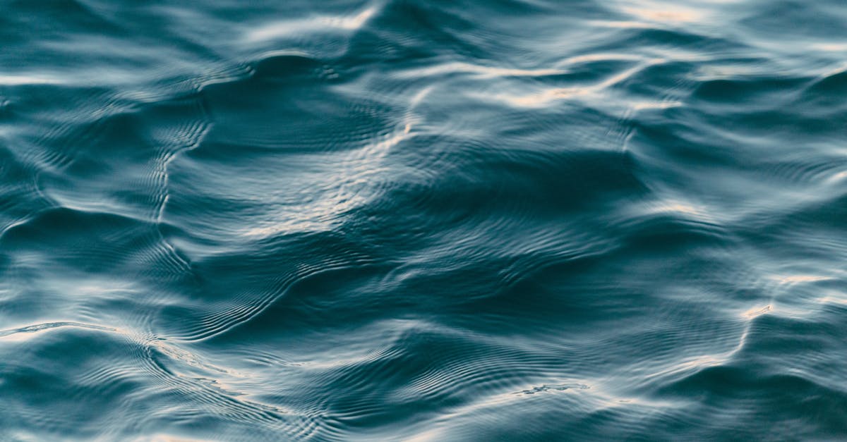 découvrez les merveilles de l'océan, un écosystème riche en biodiversité qui abrite une multitude d'espèces marines fascinantes. plongez dans un monde de beauté et d'aventure, où chaque vague raconte une histoire et chaque cri de l'océan résonne avec la magie de la nature.