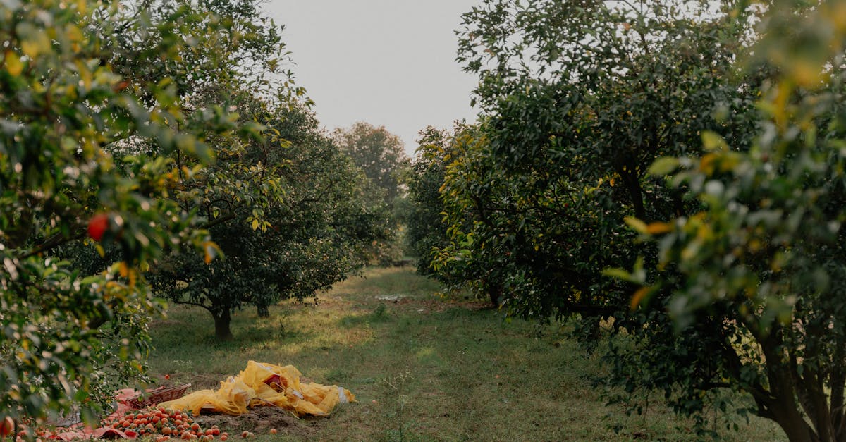 découvrez l'expérience inoubliable de la cueillette de pommes! participez à cette activité en plein air, amusez-vous en famille ou entre amis, et savourez les saveurs des pommes fraîches tout en profitant des magnifiques paysages. parfait pour une sortie automnale!