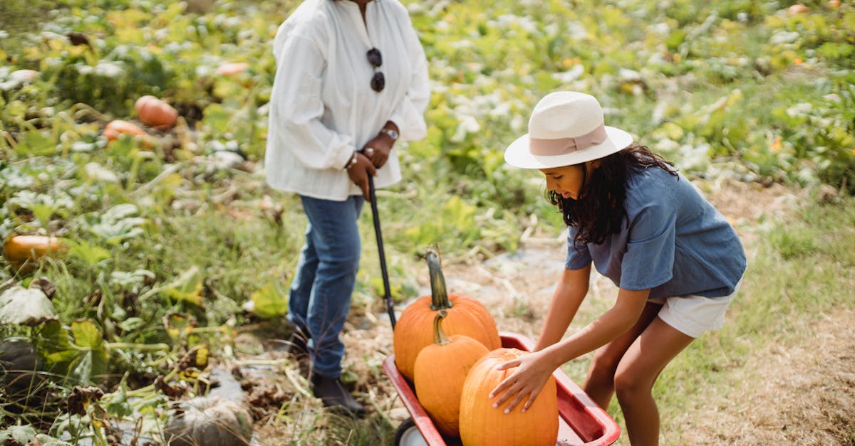 découvrez l'authenticité de la saison d'automne avec notre activité de cueillette de citrouilles. profitez d'une journée en plein air, choisissez la citrouille parfaite pour vos décorations d'halloween ou vos recettes gourmandes, et créez des souvenirs inoubliables en famille ou entre amis.