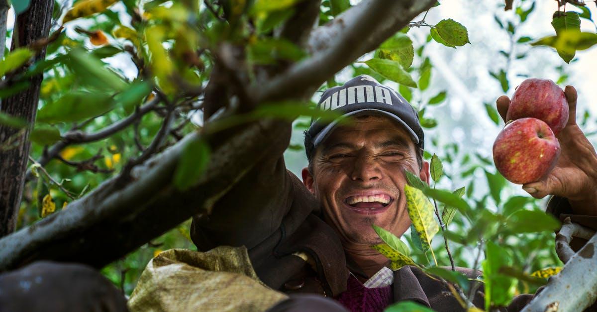 découvrez la magie de la cueillette des pommes ! participez à une journée familiale dans nos vergers, où vous pourrez choisir vos pommes préférées tout en profitant de la nature. une expérience gourmande et authentique qui ravira petits et grands !