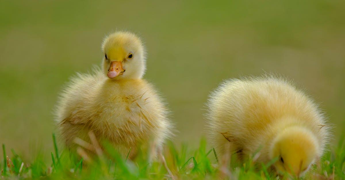découvrez nos délicieuses céréales pour bébés, spécialement formulées pour accompagner la croissance de votre enfant. riches en nutriments et idéales pour une alimentation équilibrée, nos céréales offrent une texture douce et des saveurs adaptées aux petits. faites le choix d'une alimentation saine et savoureuse pour votre tout-petit.