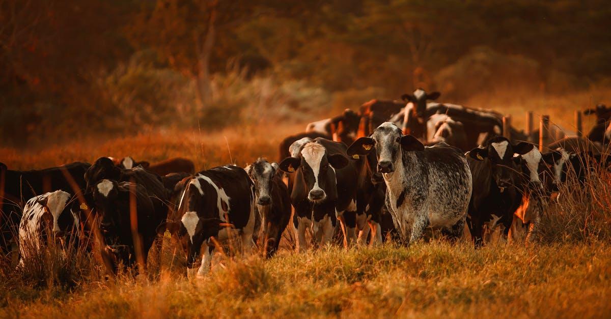 découvrez tout ce qu'il faut savoir sur l'allergie au lait de vache, ses symptômes, ses causes et les meilleures stratégies pour la gérer au quotidien.