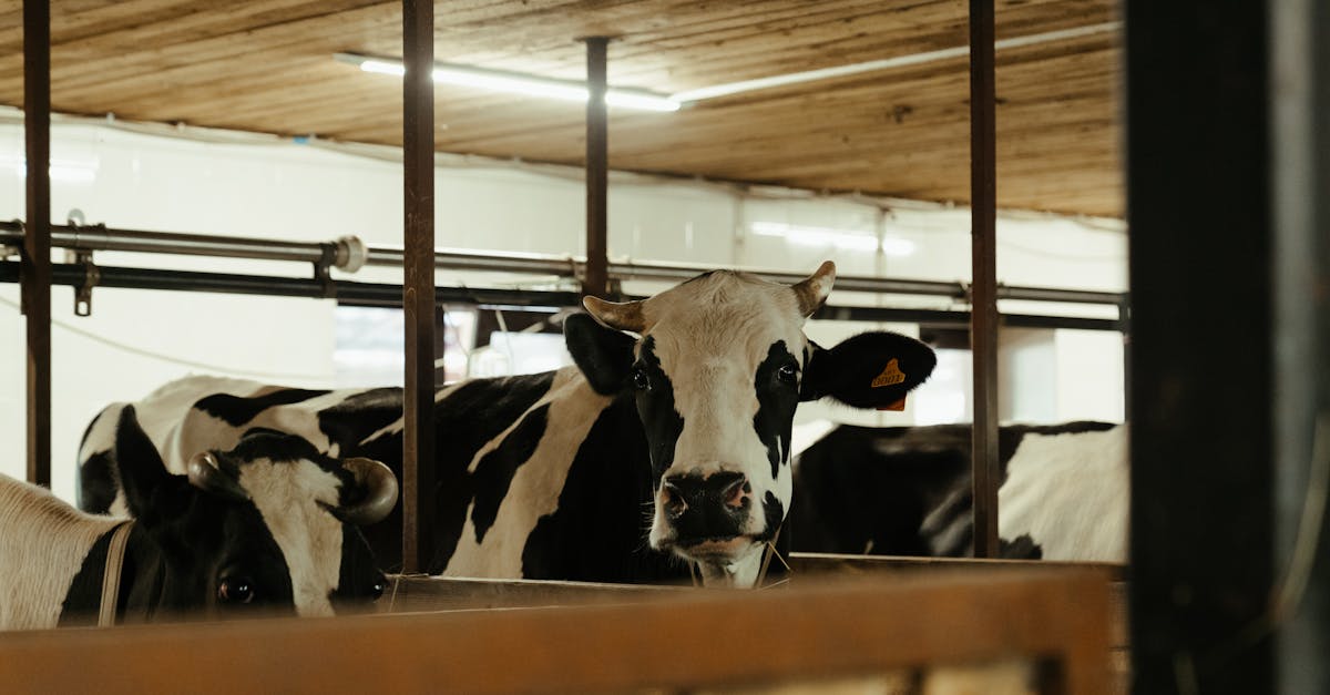 découvrez tout ce que vous devez savoir sur l'allergie au lait de vache : ses symptômes, ses causes, et les solutions pour mieux vivre avec cette allergie courante chez les enfants et les adultes. informez-vous sur les alternatives au lait de vache et les conseils pratiques pour une alimentation saine.