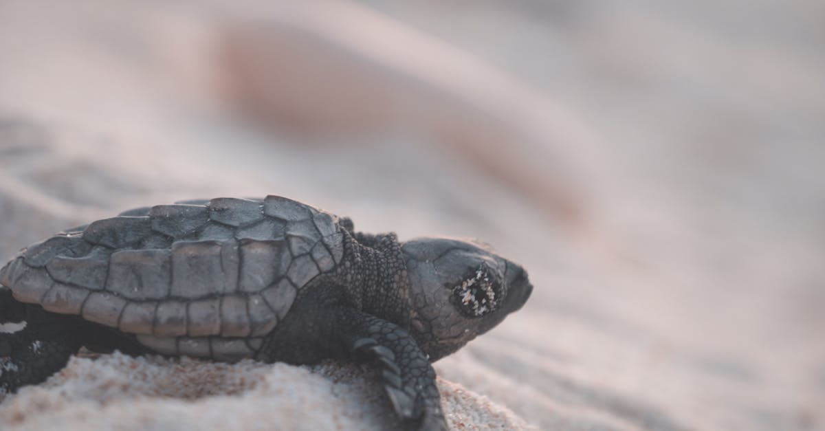 découvrez notre sélection de prénoms d'été pour bébés, inspirés par la chaleur, la nature et les vacances. trouvez le nom parfait pour votre petit trésor, évoquant des souvenirs ensoleillés et des journées joyeuses.