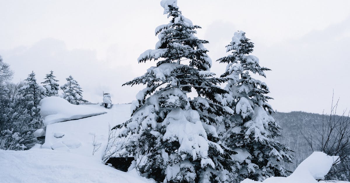 découvrez l'univers captivant de frostbite, un monde où l'aventure et le frisson se rencontrent. plongez dans des histoires fascinantes, des personnages inoubliables et des défis palpitants qui vous tiendront en haleine. rejoignez-nous pour explorer les profondeurs de ce jeu passionnant et vivez une expérience gelée comme jamais auparavant.