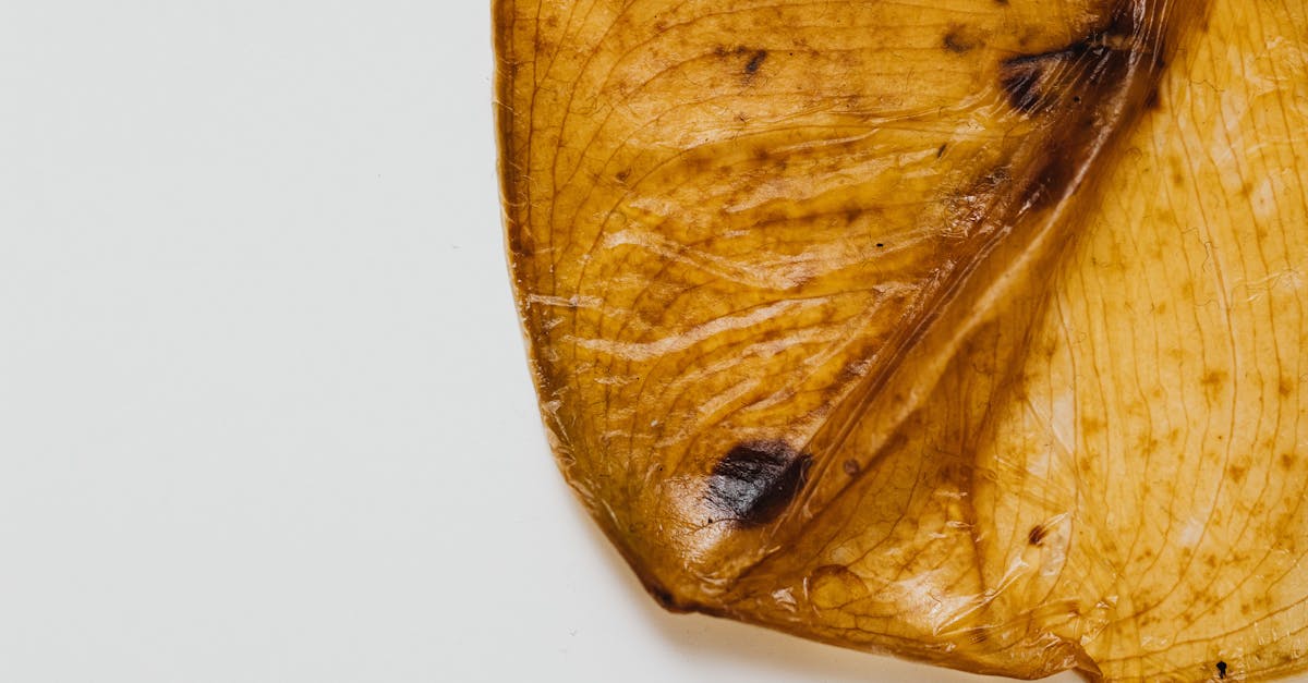découvrez l'univers fascinant des herbiers, ces collections précieuses de plantes séchées qui préservent la biodiversité et témoignent de la richesse botanique. apprenez comment les herbiers sont utilisés dans la recherche scientifique, l'éducation et la conservation de la nature.