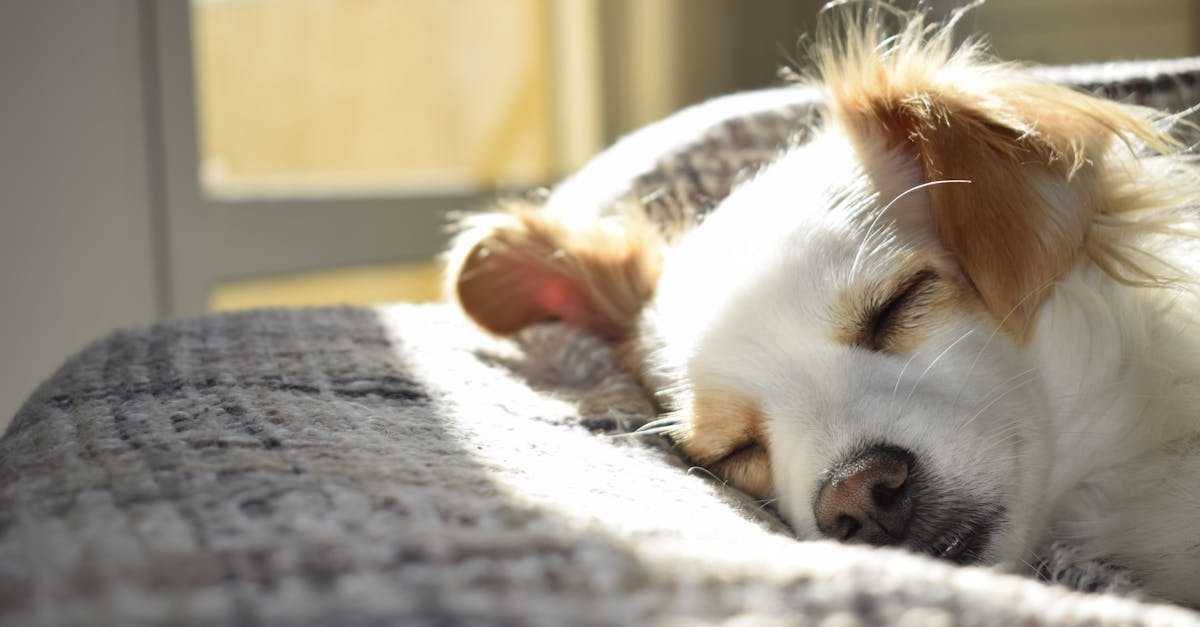 découvrez l'importance du sommeil pour votre santé et votre bien-être. apprenez des conseils pratiques pour améliorer la qualité de votre sommeil et profiter de nuits reposantes.