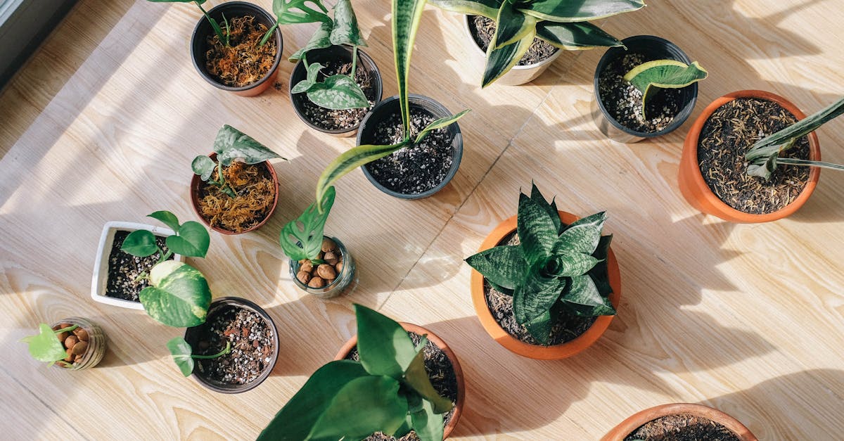 découvrez notre sélection de plantes d'intérieur idéales pour embellir votre maison. apportez une touche de verdure à votre espace de vie tout en profitant des bienfaits des plantes sur votre bien-être. trouvez des conseils d'entretien et des idées déco pour intégrer facilement vos plantes d'intérieur.
