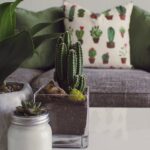 découvrez notre collection de plantes d'intérieur qui apportent une touche de verdure et de fraîcheur à votre espace. parfaites pour purifier l'air et embellir votre maison, nos plantes faciles d'entretien s'adaptent à tous les décors. plongez dans l'univers des plantes d'intérieur et transformez votre habitat en un havre de paix.