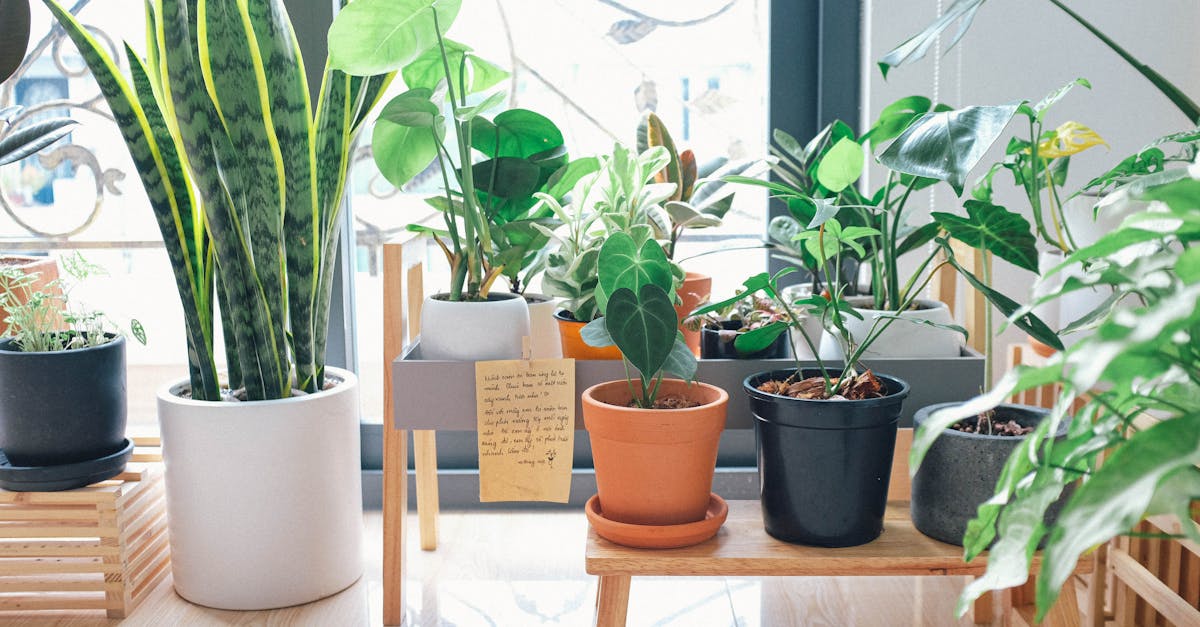 découvrez comment sublimer votre intérieur avec des plantes d'intérieur. améliorez votre bien-être et purifiez l'air de votre maison grâce à une sélection de plantes adaptées à chaque espace. conseils d'entretien et variétés disponibles pour tous les amateurs de jardinage.