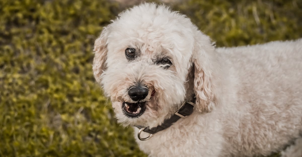 découvrez l'univers humoristique de paf le chien, un personnage adorable et décalé qui entraîne petits et grands dans des aventures rocambolesques. plongez dans ses histoires amusantes et entrez dans la magie de ce sympathique compagnon à quatre pattes!