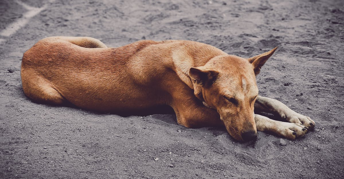 découvrez l'univers captivant de paf le chien, une série animée adorée des enfants qui suit les aventures hilarantes d'un chien espiègle et de ses amis. plongez dans des histoires drôles et touchantes qui éveillent l'imagination et font rire toute la famille.