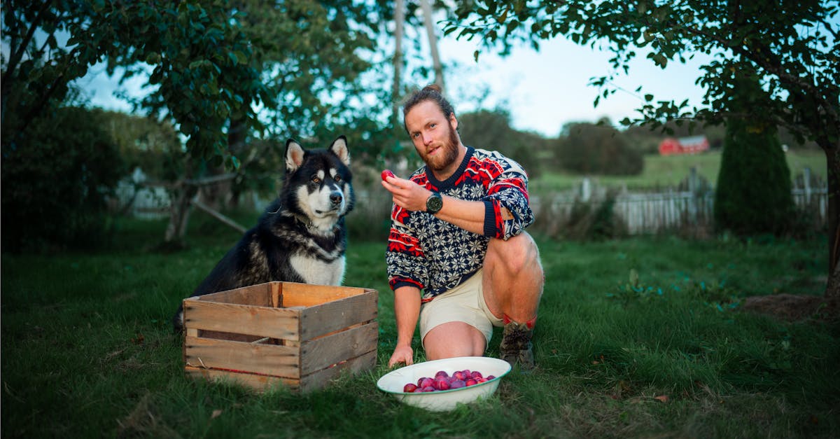 découvrez le plaisir de la cueillette des pommes avec notre expérience immersive. apportez votre famille et vos amis pour récolter des pommes fraîches directement de l'arbre, profiter de la nature et savourer des délices locaux. une activité idéale pour passer une journée inoubliable en plein air!