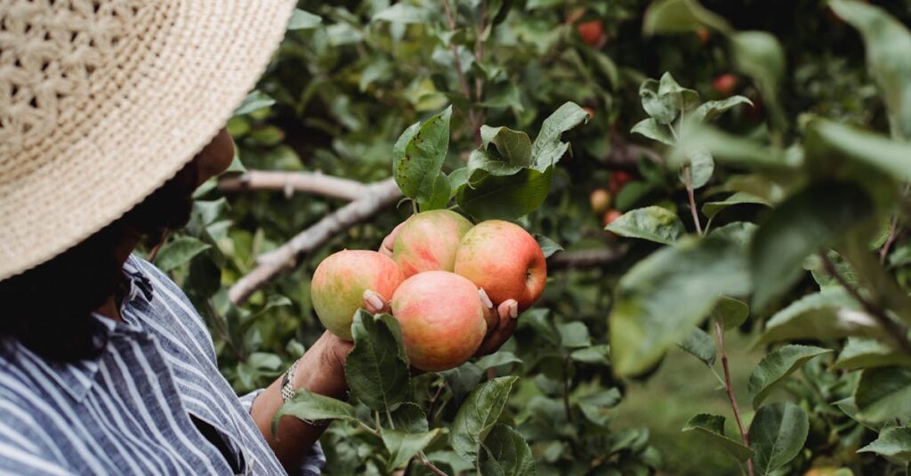 découvrez le plaisir de la cueillette de pommes ! participez à une activité familiale amusante dans nos vergers, où vous pourrez choisir et cueillir les pommes les plus juteuses et savoureuses de la saison. profitez d'une journée en plein air tout en savourant les délices de la nature.