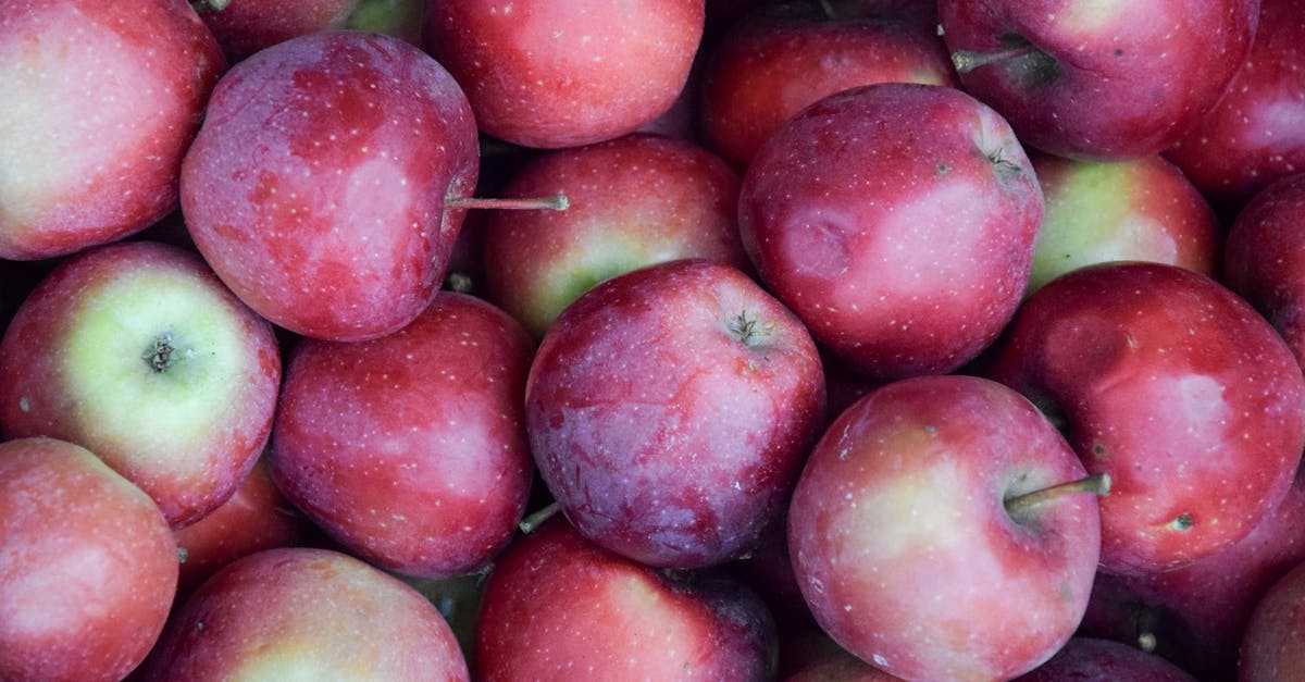 découvrez l'excitation de la cueillette de pommes ! rejoignez-nous pour une journée en plein air, où vous pourrez récolter des pommes fraîches directement de nos vergers, tout en profitant d'une expérience familiale mémorable. parfait pour les amateurs de nature et les gourmands !