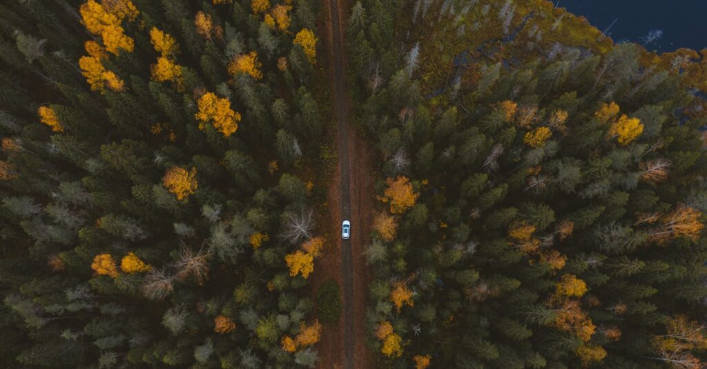 découvrez la beauté envoûtante des feuilles d'automne, avec leurs couleurs vibrantes et leurs textures uniques. plongez dans l'ambiance chaleureuse de cette saison magique où la nature se métamorphose.