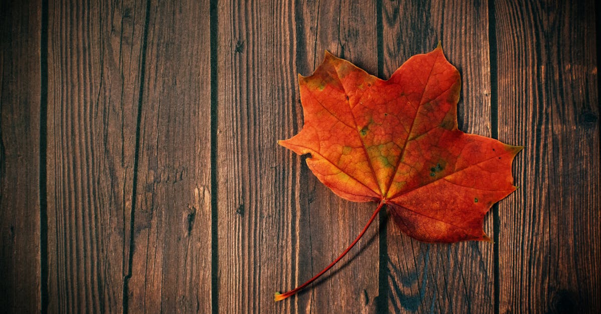 découvrez la beauté des feuilles d'automne, un spectacle naturel éblouissant où les teintes chaudes des rouges, oranges et jaunes se fondent dans le paysage. plongez dans la magie de cette saison et laissez-vous séduire par la charmante atmosphère qu'elle apporte.