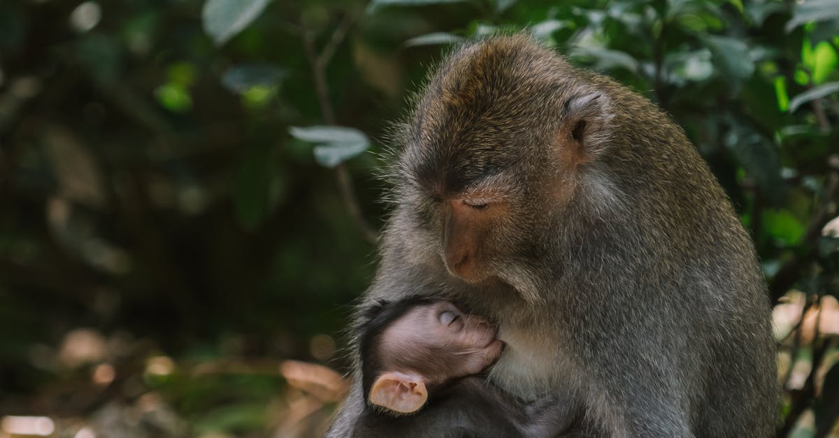 découvrez les bienfaits de l'allaitement maternel pour la santé de votre bébé et de votre propre bien-être. obtenez des conseils pratiques, des informations sur la nutrition et des astuces pour surmonter les défis de l'allaitement.
