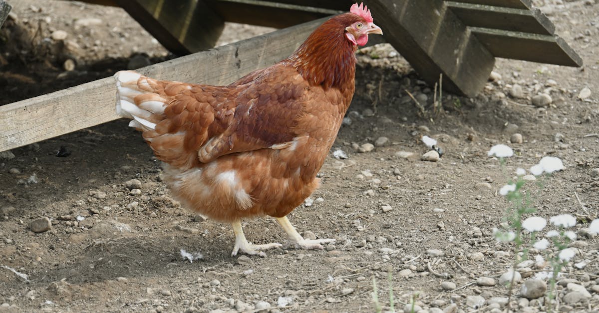 découvrez notre savoureuse recette de poulet aux noix de cajou, un plat asiatico-américain qui marie tendreté du poulet, croquant des noix de cajou et une délicieuse sauce aux saveurs exotiques. parfait pour un repas familial ou un dîner entre amis!