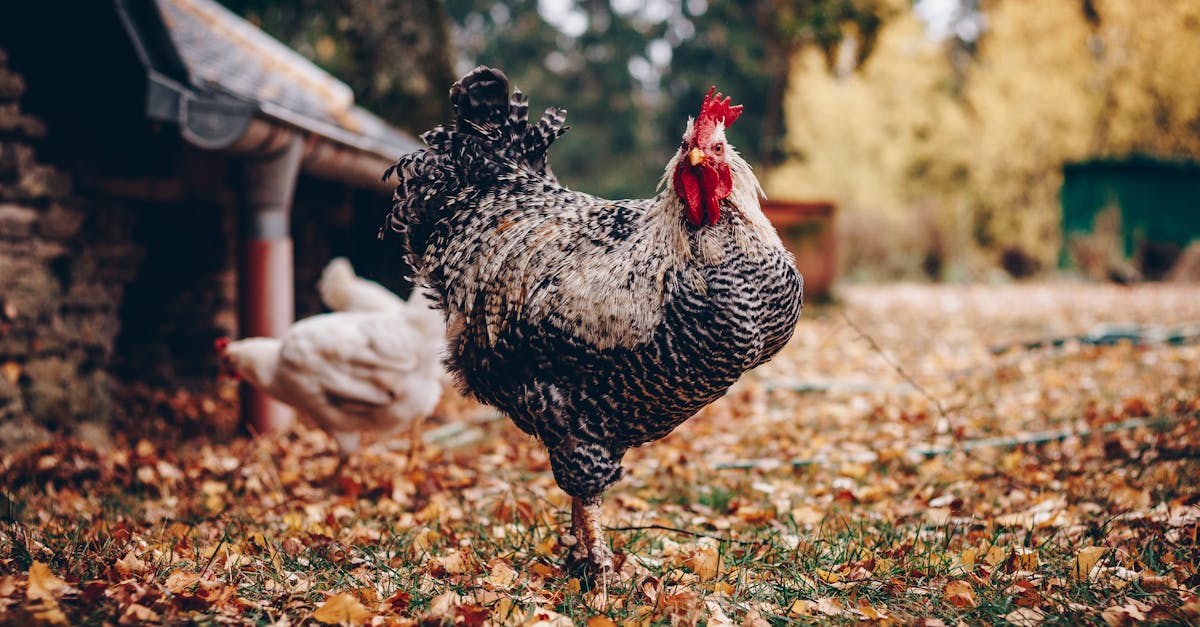 découvrez notre délicieux poulet aux noix de cajou, un plat savoureux alliant tendreté du poulet et croquant des noix. idéal pour un dîner sain et rapide, il ravira vos papilles avec des saveurs exotiques et une sauce onctueuse.