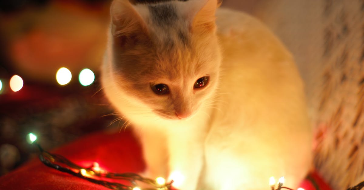 découvrez notre sélection des meilleurs films de noël qui apporteront magie et joie à vos fêtes. des classiques intemporels aux nouveautés, plongez dans l'esprit des célébrations avec ces histoires réconfortantes et divertissantes.