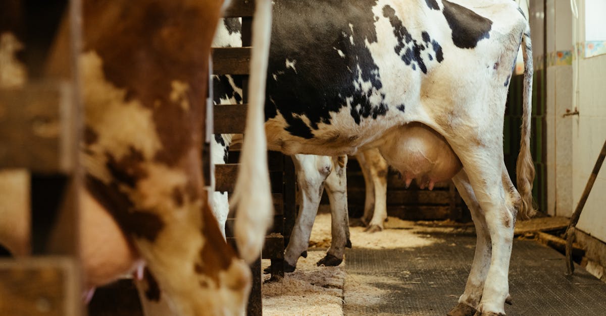 découvrez comment introduire le lait de vache dans l'alimentation de votre enfant. cette étape essentielle offre de nombreux bienfaits nutritionnels, mais demande une attention particulière pour éviter les allergies. apprenez les conseils pratiques, les âges recommandés et les alternatives pour une transition réussie.