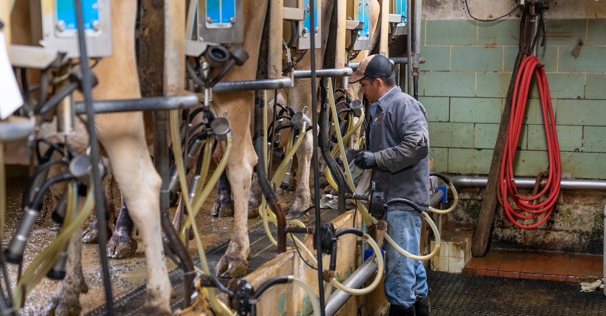 découvrez tout ce qu'il faut savoir sur l'introduction du lait de vache dans l'alimentation. apprenez les bienfaits, les conseils pratiques et les précautions à prendre pour une transition réussie vers ce produit laitier.