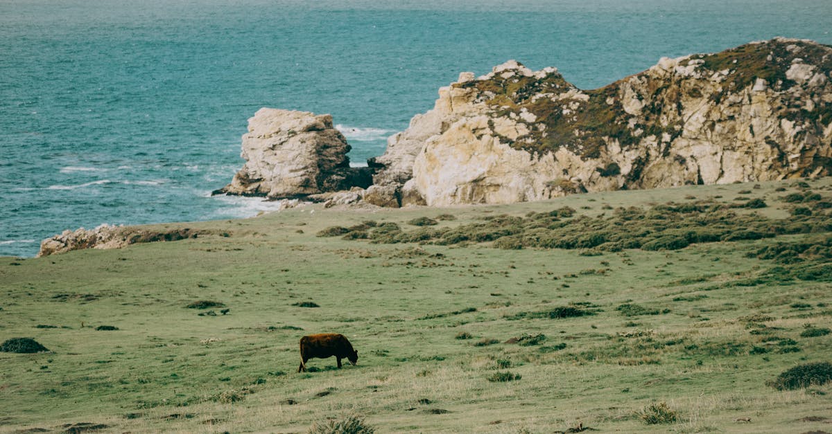 découvrez l'introduction au lait de vache : ses bienfaits nutritionnels, ses diverses utilisations en cuisine et des conseils pour l'intégrer dans votre alimentation quotidienne. apprenez tout ce que vous devez savoir sur ce délicieux produit laitier.