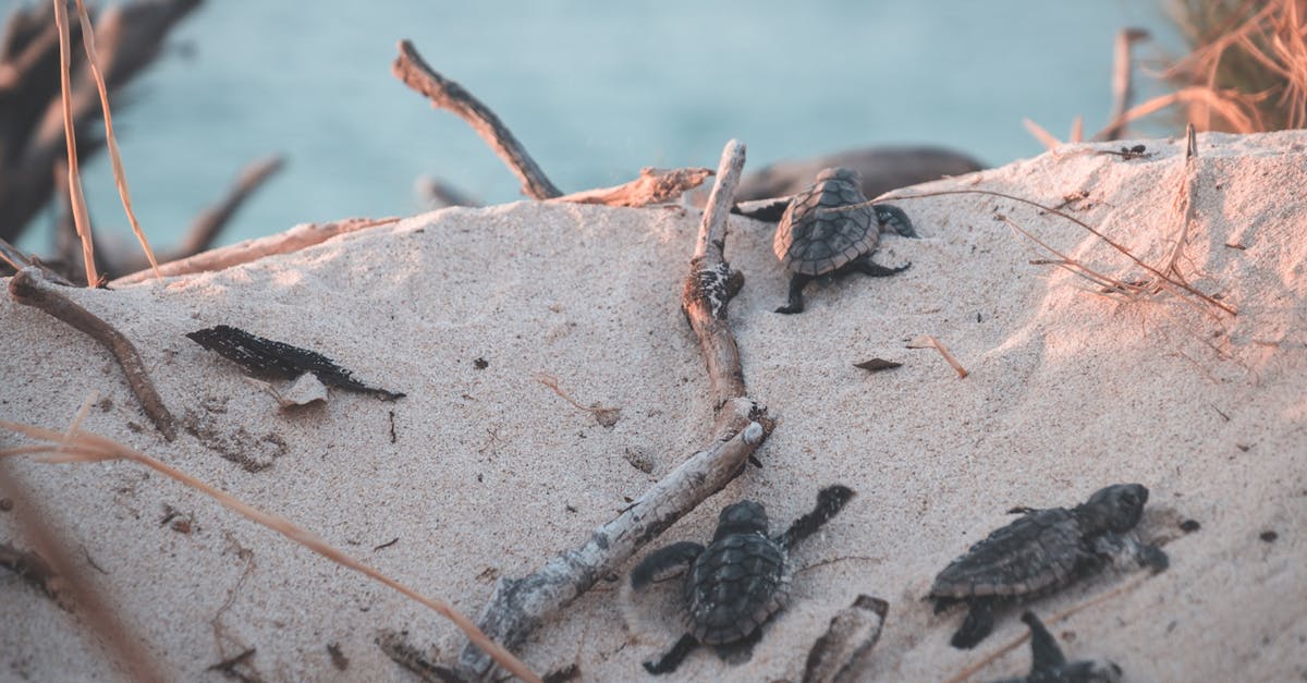 découvrez le crawling, une technique essentielle en seo qui permet aux moteurs de recherche d'explorer et d'indexer vos pages web. apprenez les meilleures pratiques pour optimiser votre site et améliorer sa visibilité en ligne.