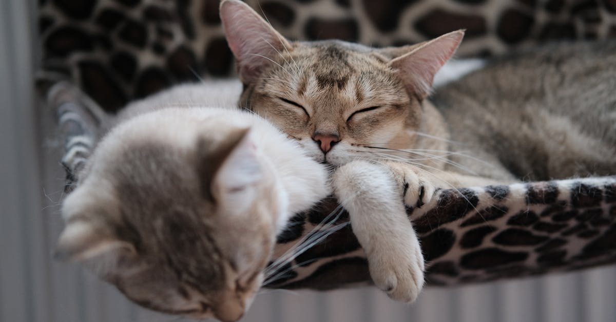 découvrez les bienfaits du câlin dans notre article sur le cuddling. apprenez comment cette pratique renforce les liens affectifs, améliore la santé mentale et apporte une sensation de bien-être inégalée. laissez-vous emporter par la douceur du contact humain et explorez l'art du câlin.