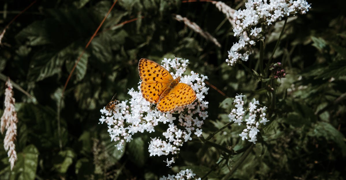 découvrez le monde fascinant de daphne, une plante à fleurs aux caractéristiques uniques et aux multiples variétés. explorez ses origines, ses soins, et son utilisation en jardinage pour embellir votre extérieur. plongez dans l'univers de cette magnifique espèce et apprenez comment l'intégrer harmonieusement dans votre jardin.