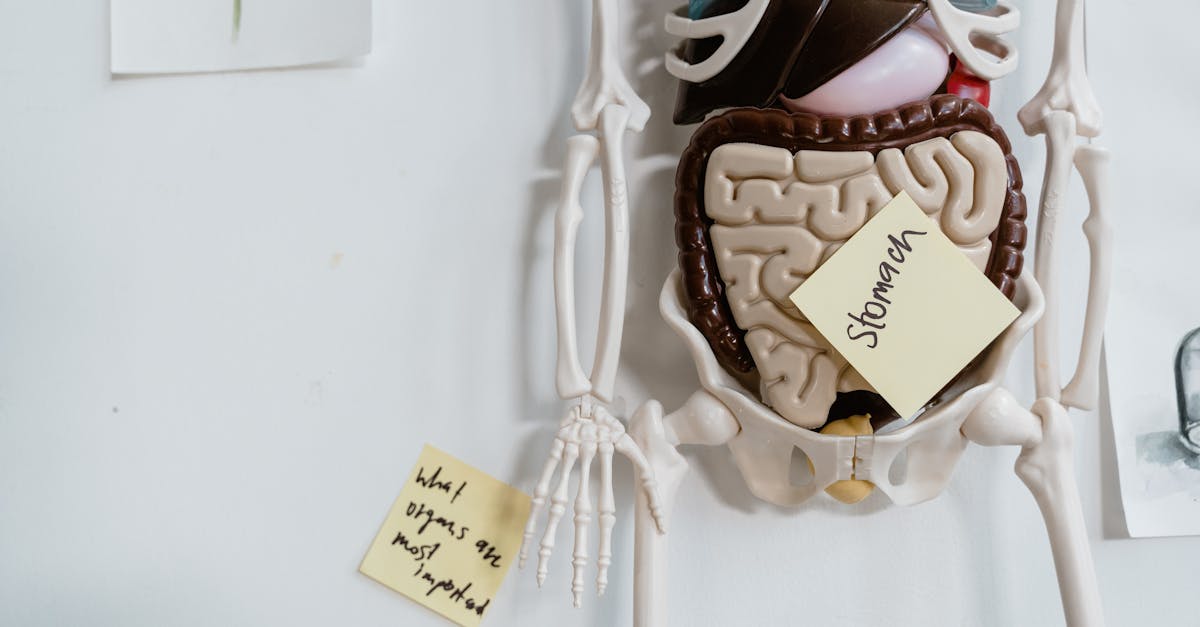 découvrez tout ce qu'il faut savoir sur la digestion, un processus essentiel de notre corps. apprenez comment il fonctionne, les aliments qui favorisent une bonne digestion, et des conseils pour améliorer votre santé digestive.