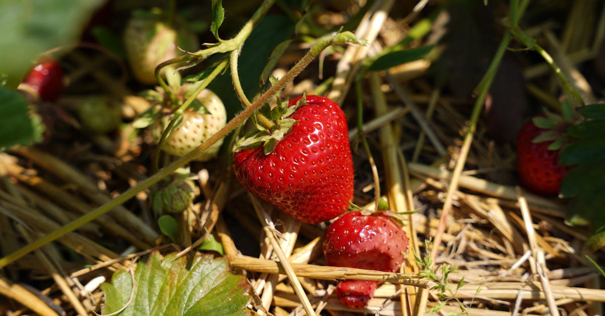 découvrez notre pâte à modeler comestible, parfaite pour les petits gourmands ! amusante et sûre, elle permet aux enfants de créer des œuvres d'art savoureuses tout en développant leur créativité. une activité ludique et gourmande pour des moments de partage en famille !