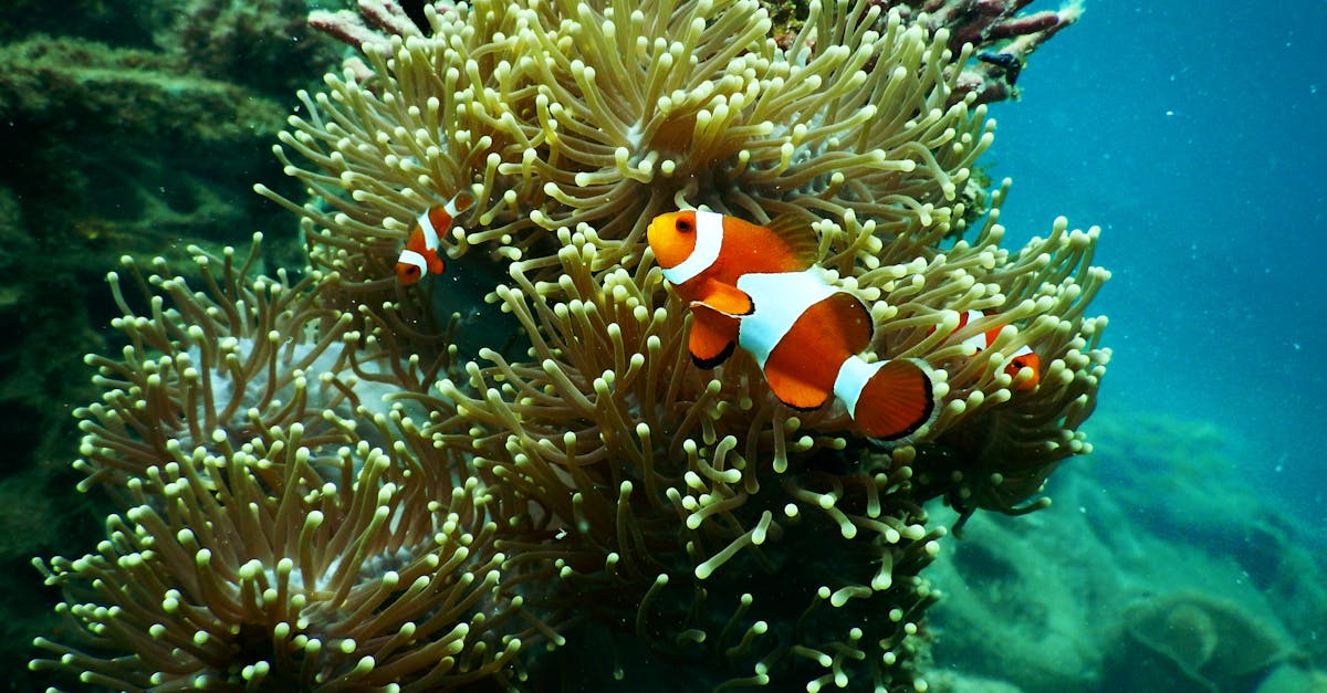 découvrez l'univers fascinant des poissons : types, habitats, astuces de pêche et recettes savoureuses. plongez dans le monde aquatique et apprenez tout sur ces créatures fascinantes.