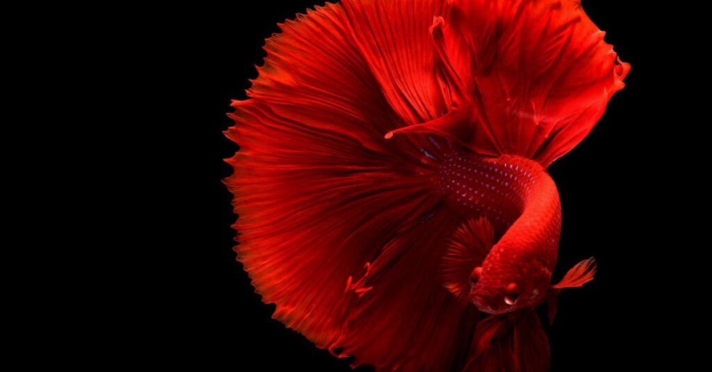 découvrez l'univers fascinant des poissons : leur habitat, leur alimentation, et les meilleures techniques de pêche. plongez dans ce monde aquatique et apprenez tout sur ces créatures essentielles à nos écosystèmes.