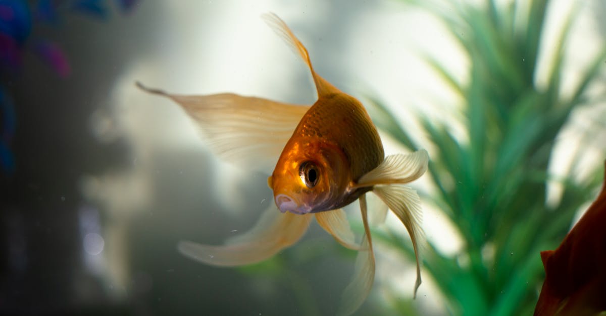 découvrez l'univers fascinant des poissons : espèces, habitats, nutrition et bien-être. plongez dans nos articles pour en apprendre davantage sur la biodiversité aquatique et les meilleures pratiques de pêche.